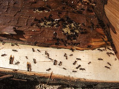 Carpenter Ant Services